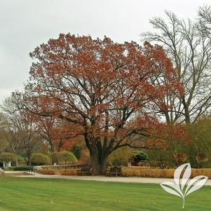 Quercus rubra 