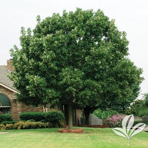 Quercus macrocarpa 