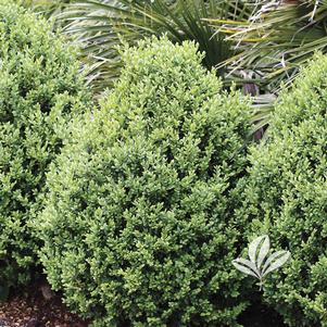 Buxus 'Green Gem' 