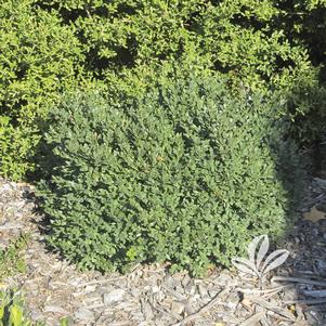 Buxus 'Glencoe' 