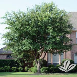 Quercus virginiana 