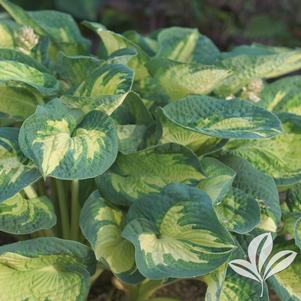 Hosta sieboldiana 'Great Expectations' 