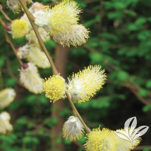 Salix caprea 'Pendula' 