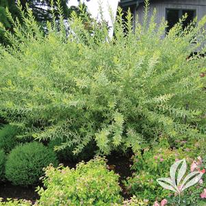 Salix integra 'Hakura Nishiki' 