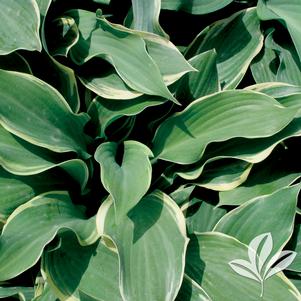 Hosta 'Regal Splendor' 