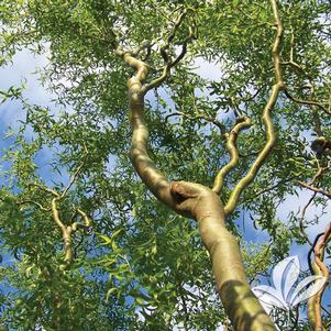 Salix matsudana 'Tortuosa' 