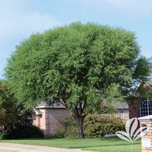 Salix matsudana 'Umbraculifera' 