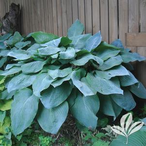 Hosta 'Big Daddy' 