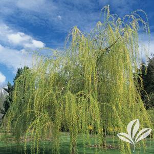 Salix alba 'Tristis' 