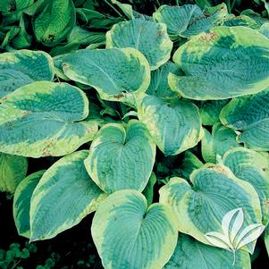 Hosta sieboldiana 'Frances Williams' 