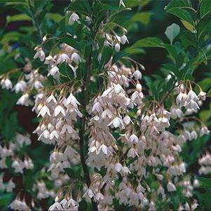 Styrax japonicus 