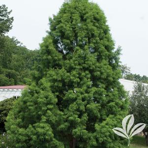 Taxodium distichum 