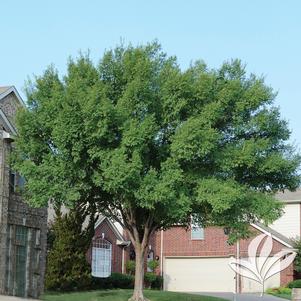 Ulmus parvifolia 