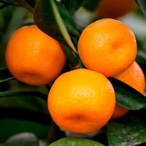 Citrus unshiu 'Seto' 
