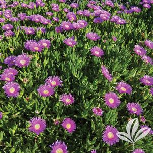 Delosperma cooperi 