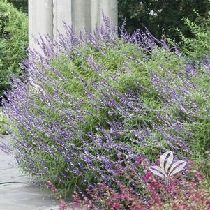 Salvia leucantha 