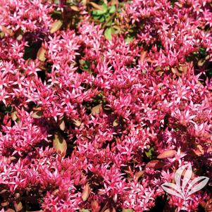 Sedum spurium 'Fuldaglut' 