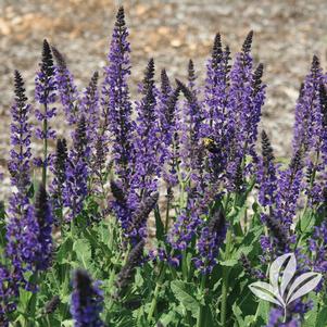 Salvia x sylvestris 'Mainacht' 