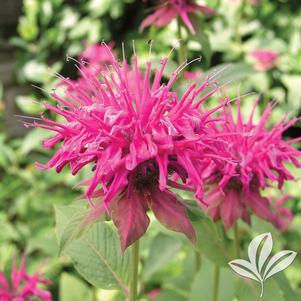 Monarda didyma 'Marshall's Delight' 