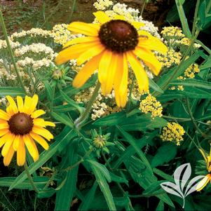 Rudbeckia speciosa 'Viette's Little Suzy' 