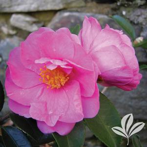 Camellia x 'Winter's Joy' 