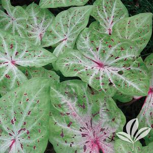 Caladium 'Miss Muffet' 