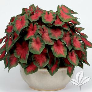 Caladium 'Freida Hemple' 