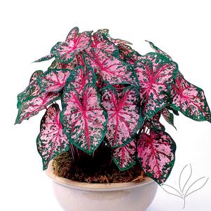 Caladium 'Carolyn Whorton' 