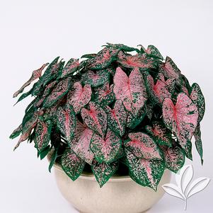 Caladium 'Pink Beauty' 