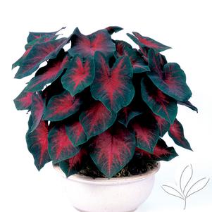 Caladium 'Postman Joyner' 