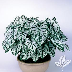 Caladium 'White Christmas' 