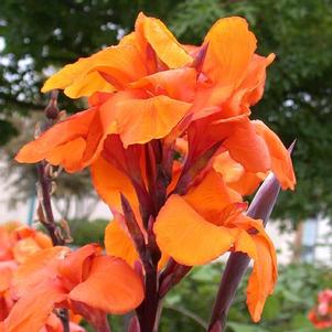 Canna x generalis 'Wyoming' 