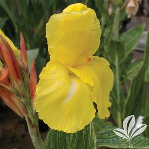 Canna x generalis 'Striped Beauty' 