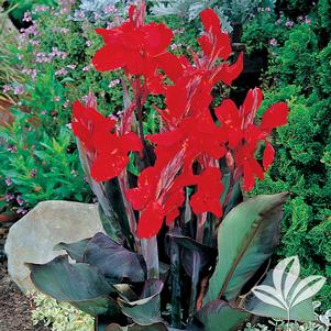 Canna x generalis 'Black Knight' 
