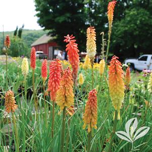 Kniphofia uvaria 'Flamenco' 