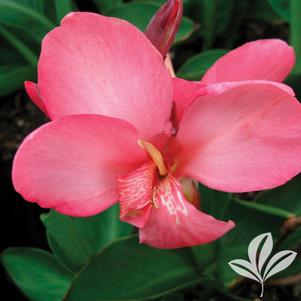 Canna x generalis 'Tropical Rose' 