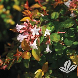 Abelia x 'Canyon Creek' 