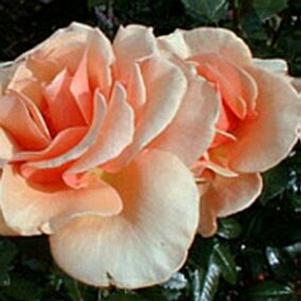 Rosa 'AROcad' 