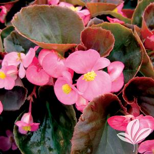 Begonia 'Gin' 