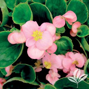 Begonia 'Pink' 