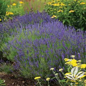 Lavandula angustifolia 'Hidcote' 