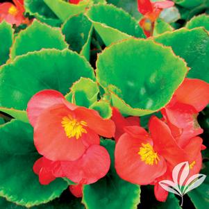 Begonia 'Red' 