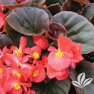 Begonia 'Vodka' 