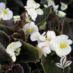 Begonia 'Whiskey' 