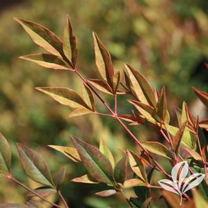 Nandina domestica 'Gulf Stream' 