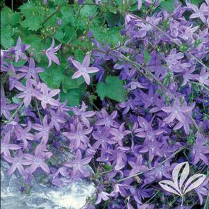 Campanula poscharskyana 'Camgood' 