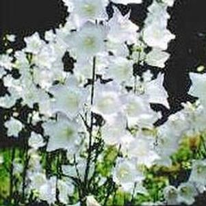 Campanula persicifolia 'Chettle Charm' 