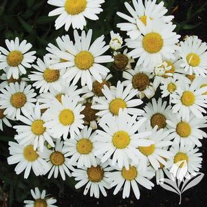 Leucanthemum x superbum 'Snow Lady' 