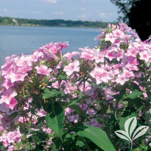 Phlox paniculata 'John Fanick' 