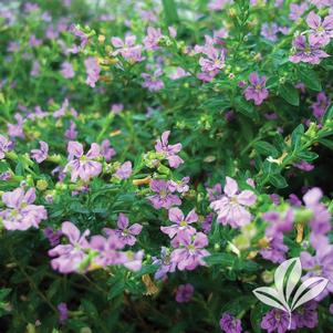 Cuphea hyssopifolia 'Allison' 